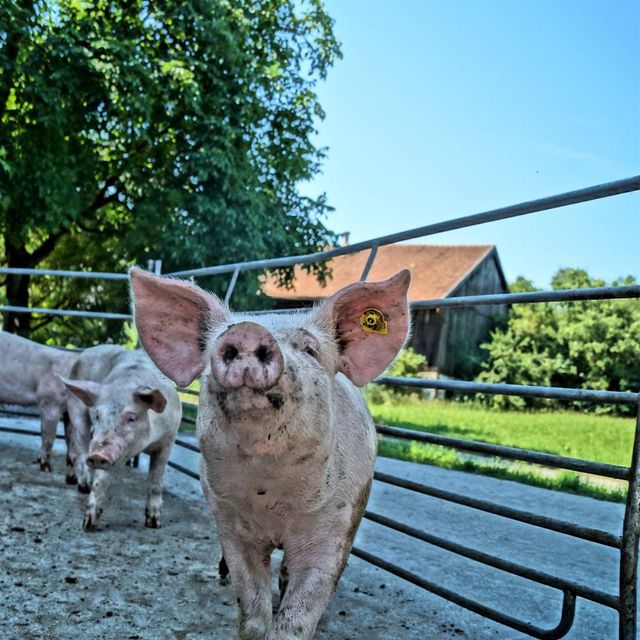 Urlaub am Bauernhof