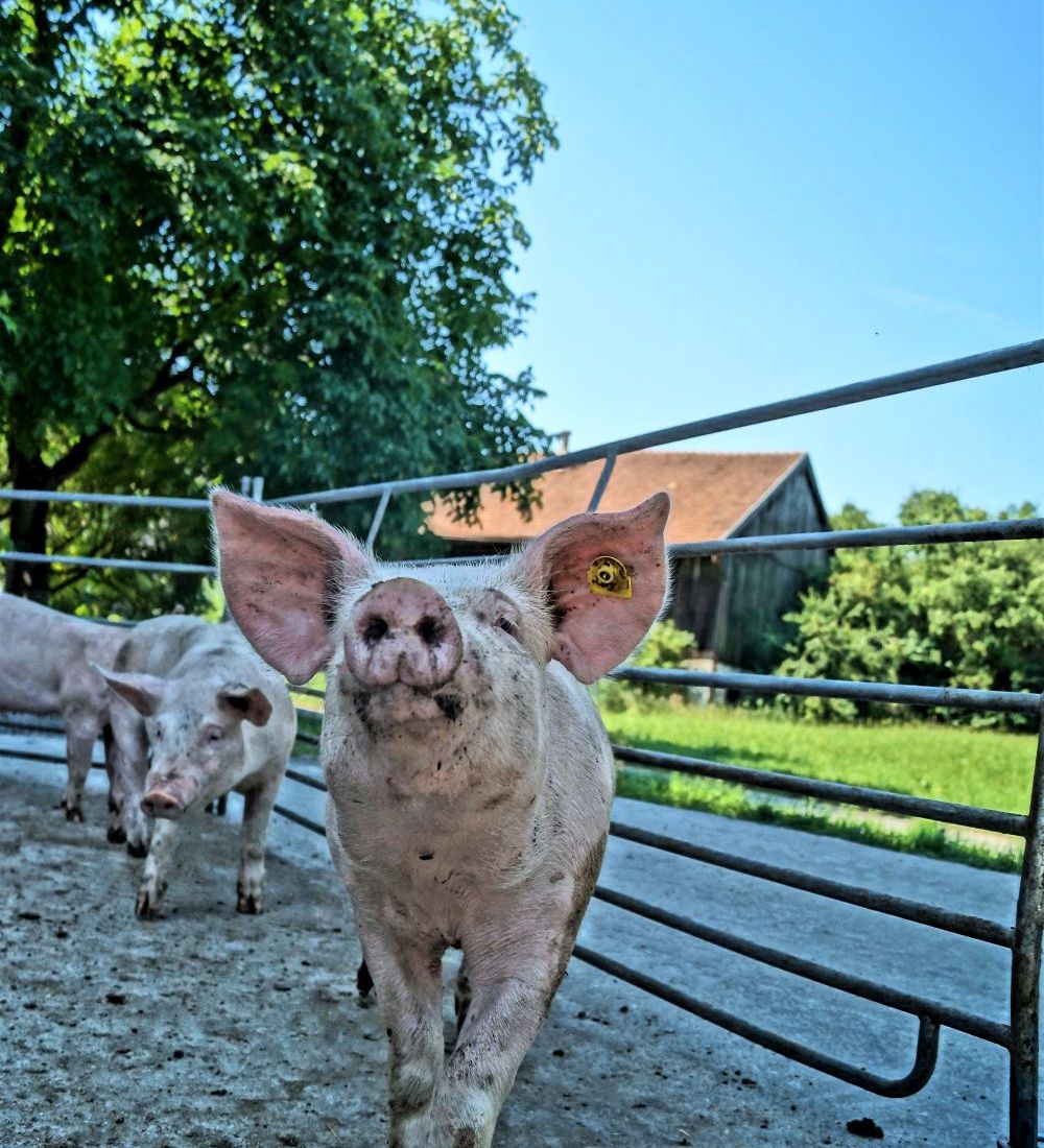 Urlaub am Bauernhof