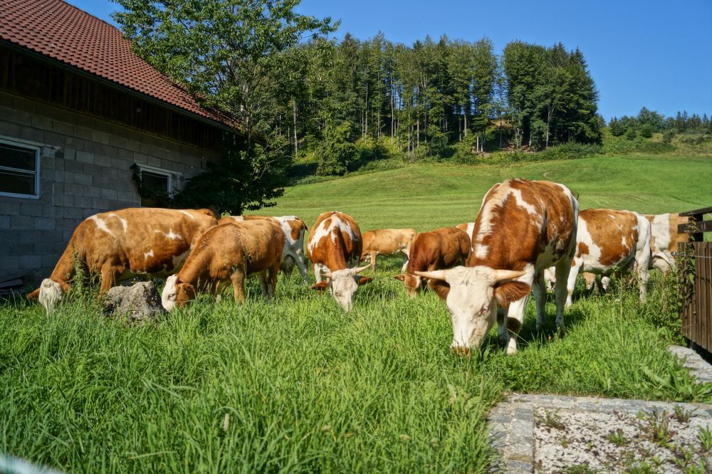 Kühe