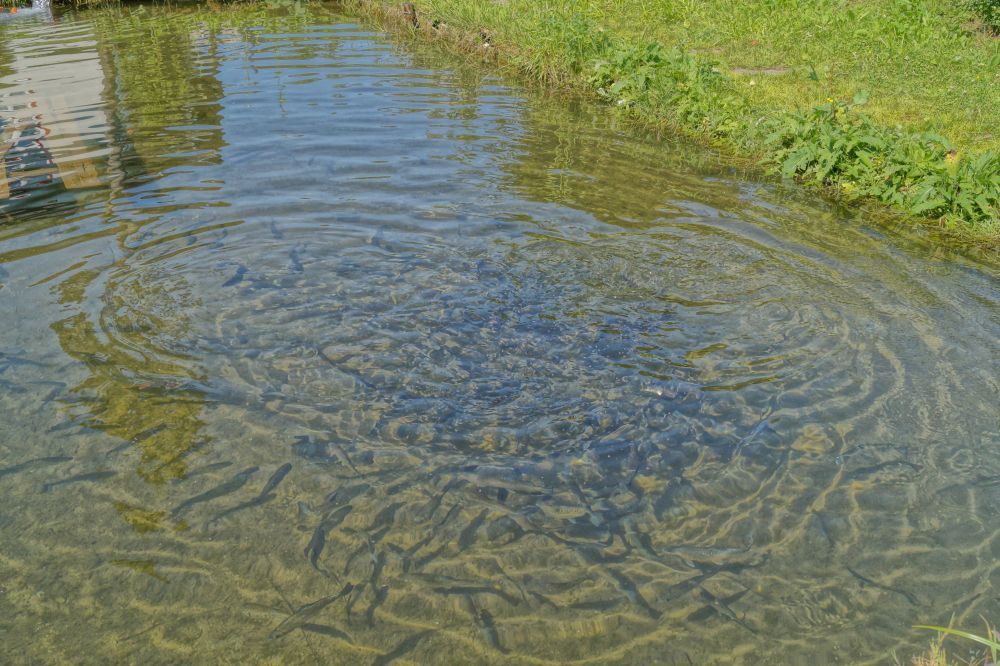 Fischteich