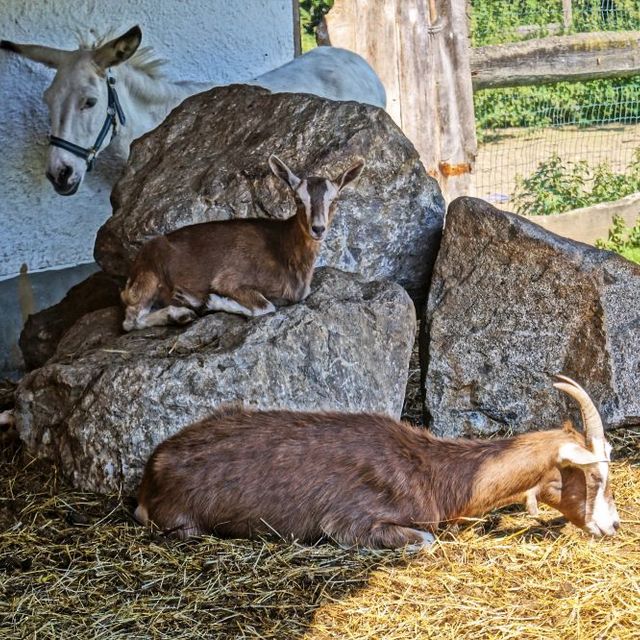 Urlaub am Bauernhof