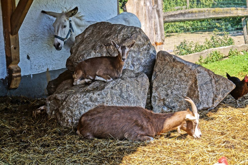 Urlaub am Bauernhof