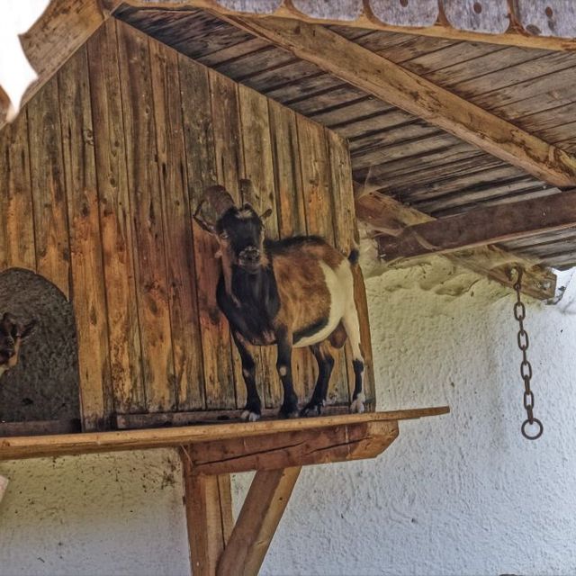 Urlaub am Bauernhof