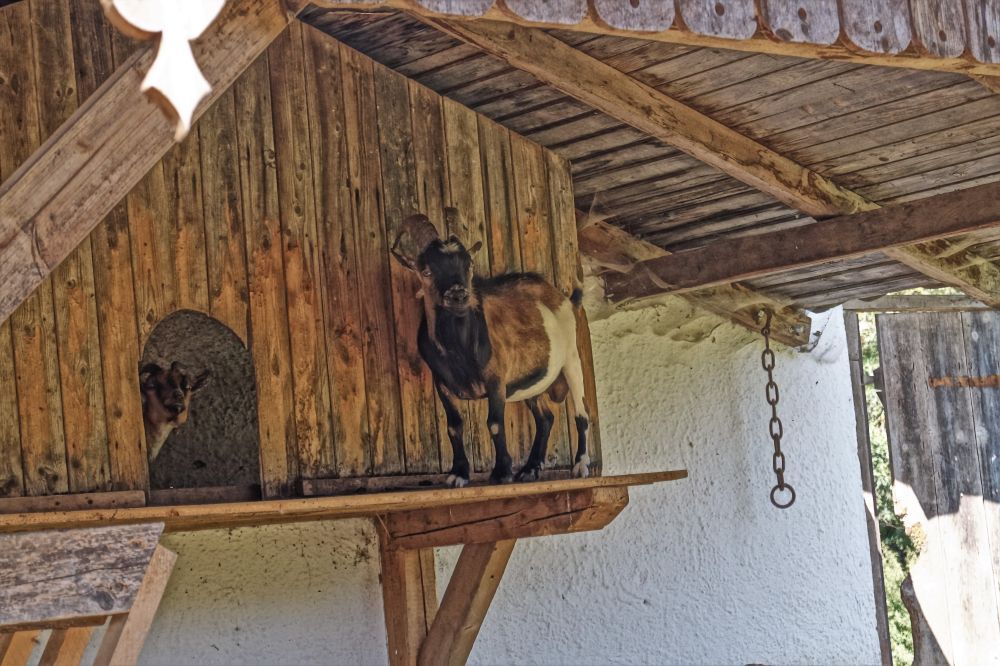 Urlaub am Bauernhof