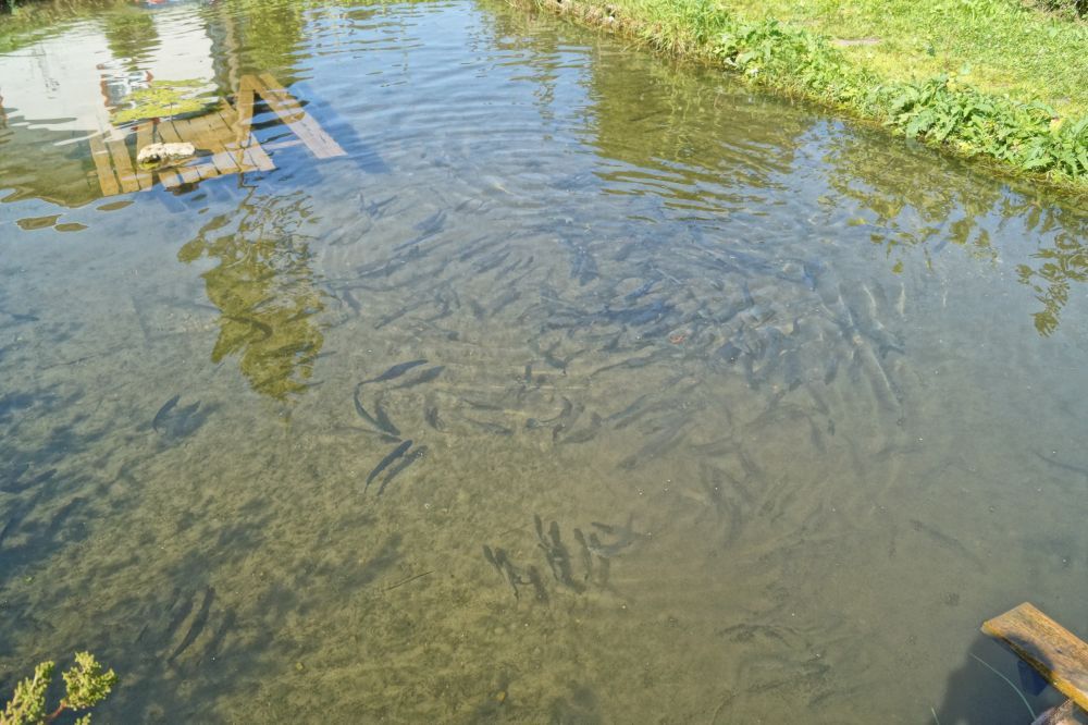 Fischteich