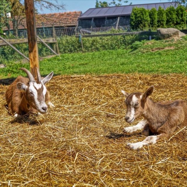 Urlaub am Bauernhof