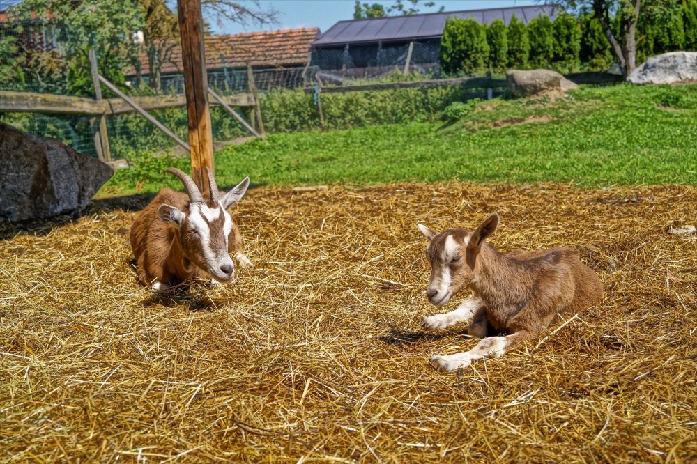 Urlaub am Bauernhof