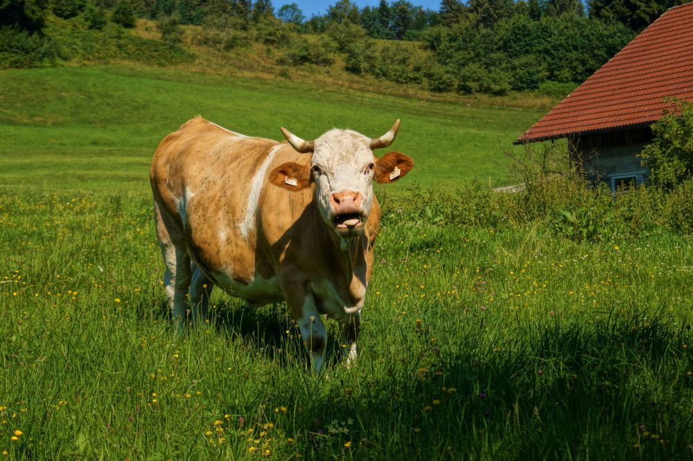 Kühe